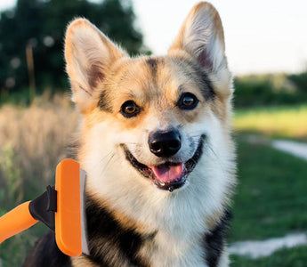 Best Brushes for Shedding Dogs? How to Reduce Loose Fur and Keep Coats Healthy