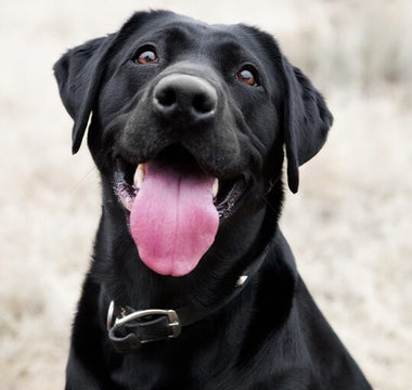 Why Is My Dog Panting So Much? Common Causes, Stress Signs and When to Call a Vet