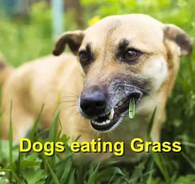 Why Does My Dog Eat Grass? Common Reasons, Safety Concerns, and When to Worry