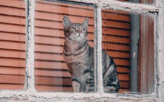 Cat at home — cat owner gifts work best when they are either high quality functional items or genuinely tasteful cat-themed pieces