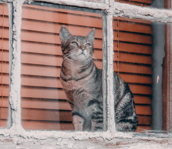 Cat at home — cat owner gifts work best when they are either high quality functional items or genuinely tasteful cat-themed pieces
