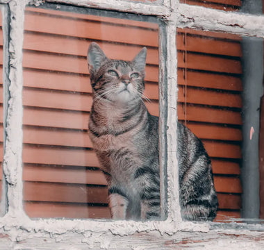 Cat at home — cat owner gifts work best when they are either high quality functional items or genuinely tasteful cat-themed pieces