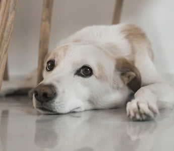 Dog hiding under sofa — seeking enclosed spaces and hiding is a clear dog anxiety signal that owners should respect not ignore
