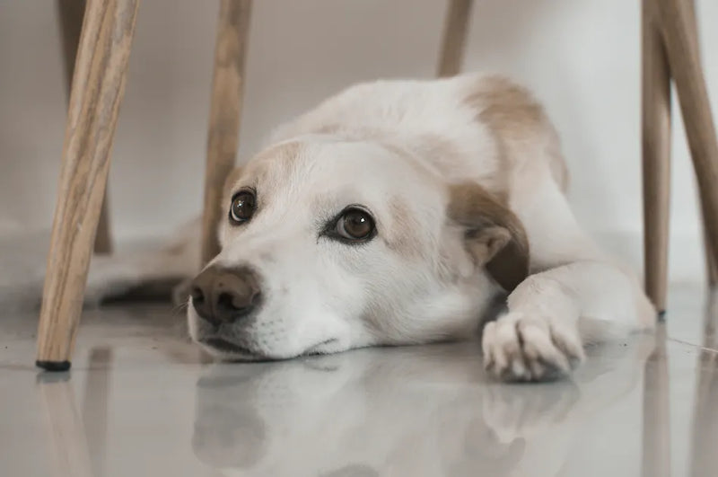Dog hiding under sofa — seeking enclosed spaces and hiding is a clear dog anxiety signal that owners should respect not ignore