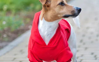 Dog in a well-fitted outfit — the three measurements determine whether any garment will fit correctly