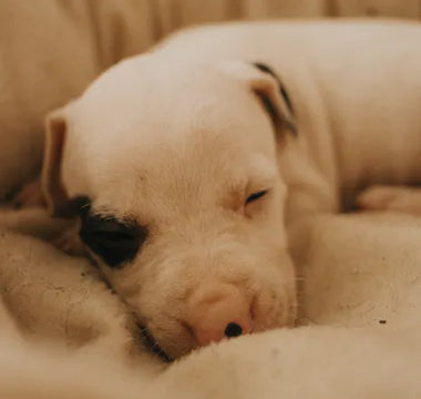 Dog relaxing comfortably — matching the bed type to the dog's natural sleeping position is the simplest decision guide