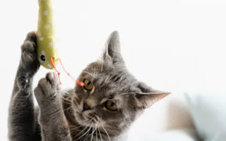 Cat eating from a shallow feeder — shallow profile designs prevent whisker fatigue and work with cat tongue mechanics