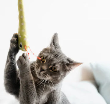 Cat eating from a shallow feeder — shallow profile designs prevent whisker fatigue and work with cat tongue mechanics