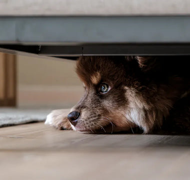Border Collie puppy playing actively — mental engagement through puzzle feeders and play is as important as physical exercise for anxious dogs