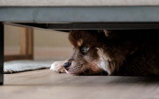 Border Collie puppy playing actively — mental engagement through puzzle feeders and play is as important as physical exercise for anxious dogs