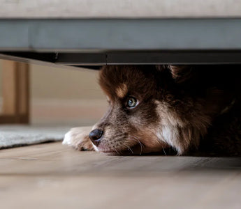 Border Collie puppy playing actively — mental engagement through puzzle feeders and play is as important as physical exercise for anxious dogs