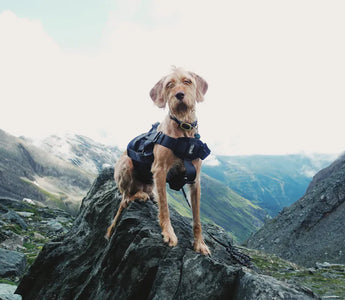 Dog adventuring outdoors — high-visibility accessories and proper hydration gear are essential for trail safety