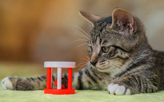 Cat watching outdoors through a window — novelty and movement drive cat toy engagement more than price or complexity
