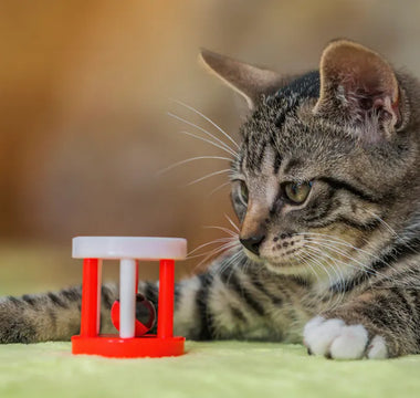 Cat watching outdoors through a window — novelty and movement drive cat toy engagement more than price or complexity