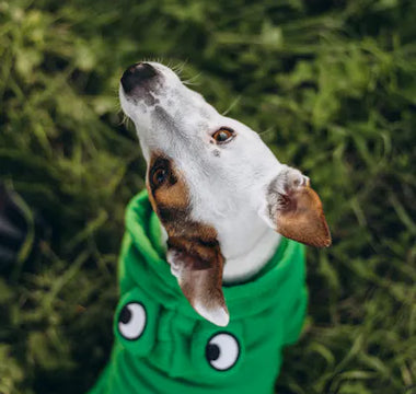 Dog dressed in stylish earth-tone clothing — neutral palettes are the most versatile and photogenic for 2026