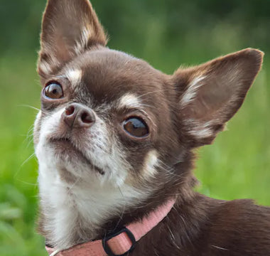 Chihuahua in pink sweater — for brachycephalic small breeds lick mats are often the most comfortable feeding format