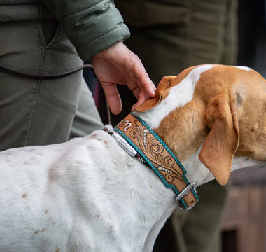 Dog with collar accessories outdoors — understanding the difference between active and passive visibility matters for night safety