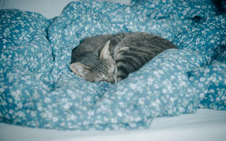 Cat resting comfortably — different cat bed types suit different sleep styles, from curlers to stretchers