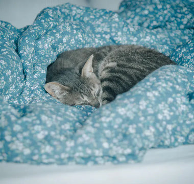 Cat resting comfortably — different cat bed types suit different sleep styles, from curlers to stretchers