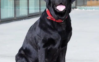 Yellow Labrador on grass — large deep-chested breeds benefit most from slow feeder bloat prevention strategies