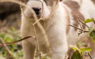 Puppy exploring — enrichment feeding from the first week establishes habits that benefit the dog for life