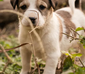 Puppy exploring — enrichment feeding from the first week establishes habits that benefit the dog for life