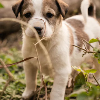 Puppy exploring — enrichment feeding from the first week establishes habits that benefit the dog for life