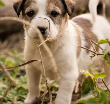 Puppy exploring — enrichment feeding from the first week establishes habits that benefit the dog for life