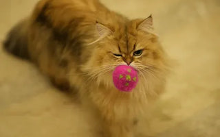 Indoor cat investigating a toy — the foraging instinct is as strong in domesticated cats as it is in their wild counterparts