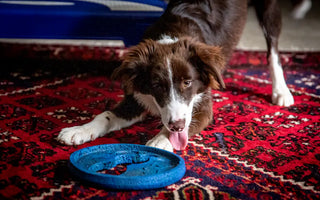 Border Collie puppy mid-play — young dogs in high-drive breeds have extraordinary daily cognitive needs that must be met to prevent anxiety