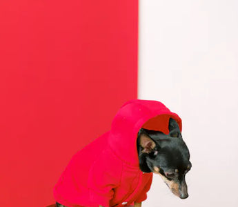 Jack Russell Terrier in a hoodie outdoors — thin-coated small breeds genuinely benefit from an insulating layer on cold morning walks
