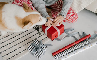 Happy dog with owner — the best dog gifts improve the owner's daily experience and the dog's enrichment and wellbeing