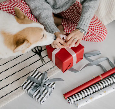Happy dog with owner — the best dog gifts improve the owner's daily experience and the dog's enrichment and wellbeing