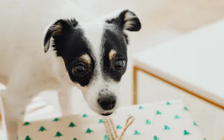Dog wearing an accessory — dog bandanas and neckwear are among the most consistently used daily accessories for dogs