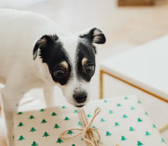 Dog wearing an accessory — dog bandanas and neckwear are among the most consistently used daily accessories for dogs