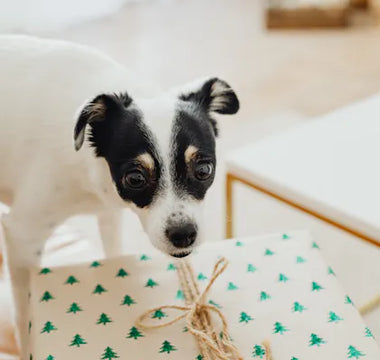 Dog wearing an accessory — dog bandanas and neckwear are among the most consistently used daily accessories for dogs