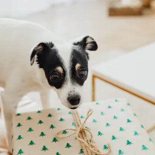 Dog wearing an accessory — dog bandanas and neckwear are among the most consistently used daily accessories for dogs