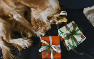 Cat in a cosy holiday setting — the best holiday gifts for cats are enrichment items that improve daily life rather than novelty items