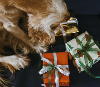 Cat in a cosy holiday setting — the best holiday gifts for cats are enrichment items that improve daily life rather than novelty items
