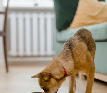 Dog eating enthusiastically — air ingestion during fast eating causes visible post-meal belly distension