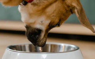 Close-up of a dog eating fast — rapid food consumption causes choking, bloating, and GDV risk