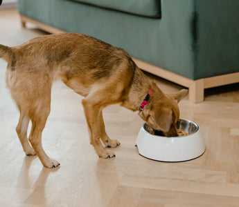 Puppy at mealtime — building positive associations with feeding tools from an early age leads to the fastest, most permanent adoption
