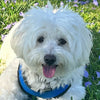 Benji
