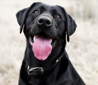 Why Is My Dog Panting So Much? Common Causes, Stress Signs and When to Call a Vet