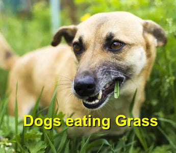 Why Does My Dog Eat Grass? Common Reasons, Safety Concerns, and When to Worry