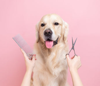 How Often Should You Bathe a Dog? A Complete Grooming Guide by Coat Type and Lifestyle