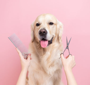 How Often Should You Bathe a Dog? A Complete Grooming Guide by Coat Type and Lifestyle
