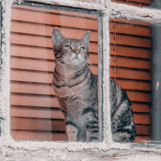 Cat at home — cat owner gifts work best when they are either high quality functional items or genuinely tasteful cat-themed pieces