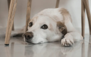 Dog hiding under sofa — seeking enclosed spaces and hiding is a clear dog anxiety signal that owners should respect not ignore