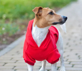 Dog in a well-fitted outfit — the three measurements determine whether any garment will fit correctly